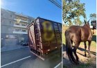 PATOS DE MINAS: Polícia Civil recupera égua de alto valor comercial em Presidente Olegário