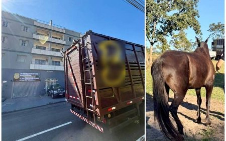 PATOS DE MINAS: Polícia Civil recupera égua de alto valor comercial em Presidente Olegário