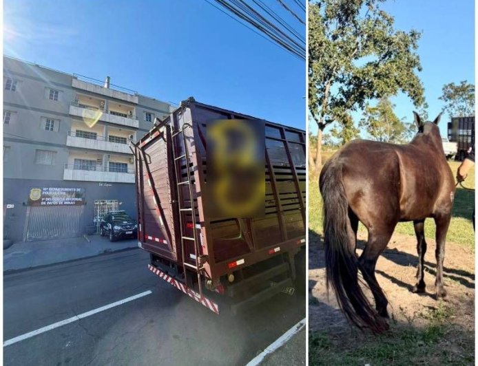 PATOS DE MINAS: Polícia Civil recupera égua de alto valor comercial em Presidente Olegário