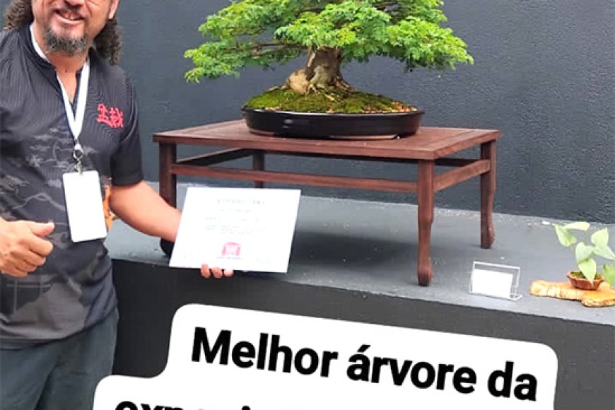 Artista patense ganha prêmio de melhor árvore da exposição nacional de bonsai em 2026.