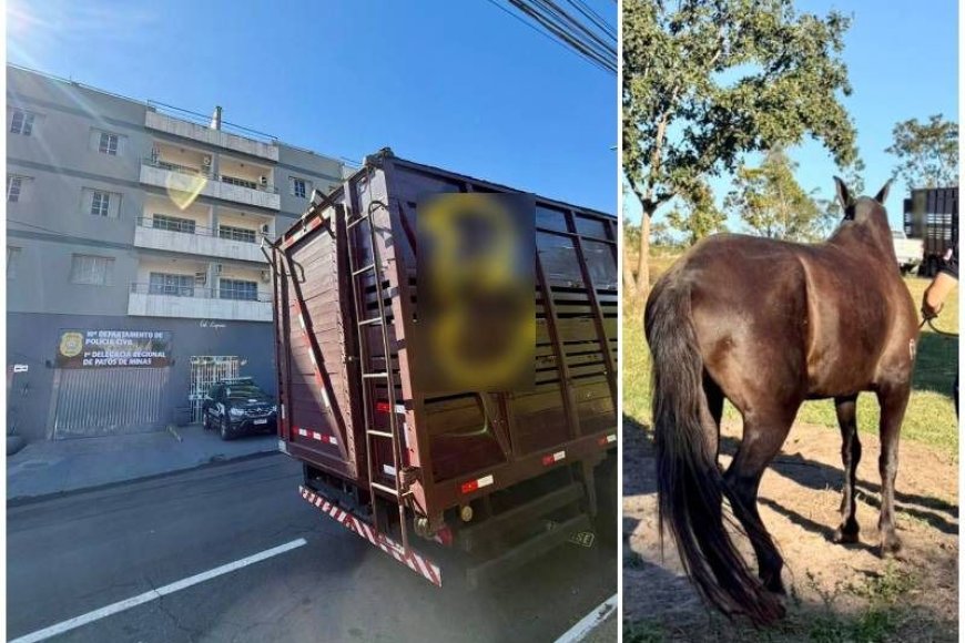 PATOS DE MINAS: Polícia Civil recupera égua de alto valor comercial em Presidente Olegário