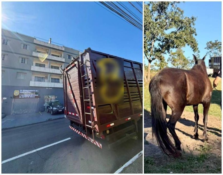 PATOS DE MINAS: Polícia Civil recupera égua de alto valor comercial em Presidente Olegário